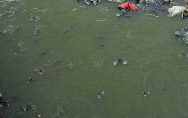 化粪池鲶鱼是什么鱼?