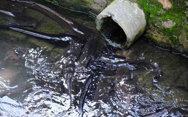 化粪池鲶鱼是什么鱼?