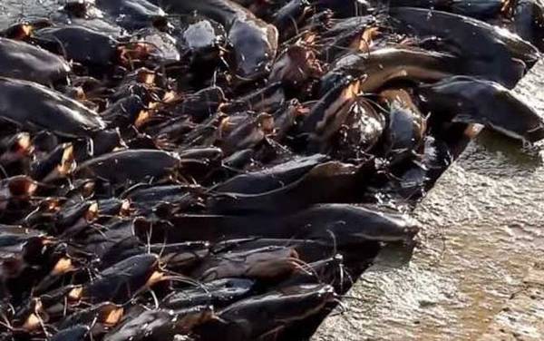 化粪池鲶鱼是什么鱼?