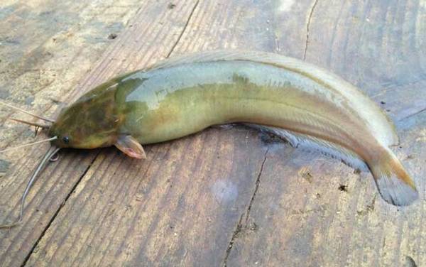 鲶鱼效应是什么意思?