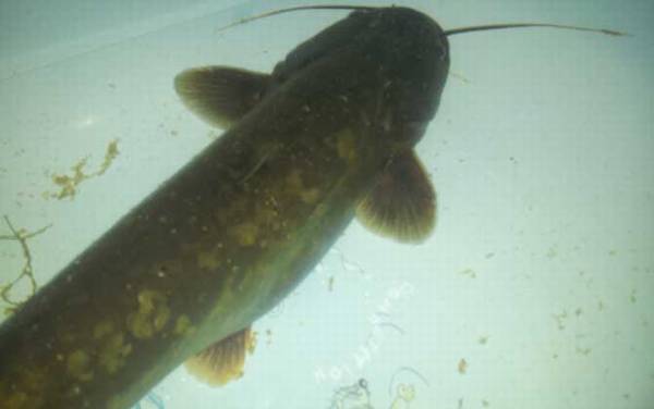 鲶鱼效应是什么意思?