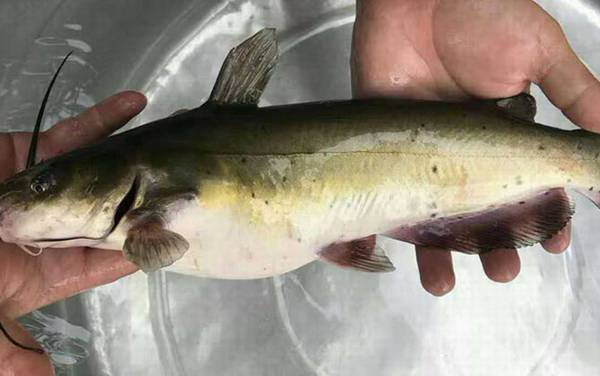 和鲶鱼相似的鱼有哪些?