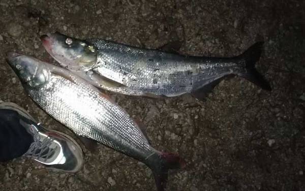 常见淡水鱼类名称及图片大全