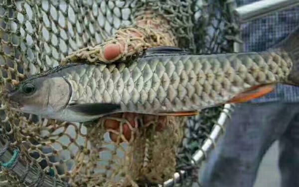 常见淡水鱼类名称及图片大全