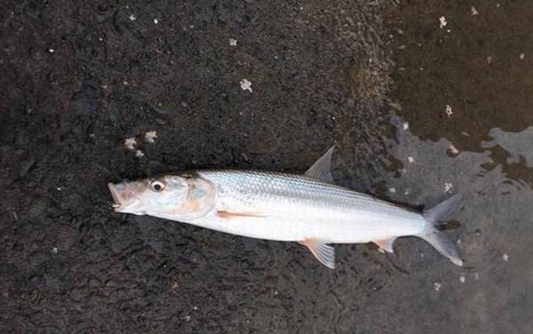 常见淡水鱼类名称及图片大全