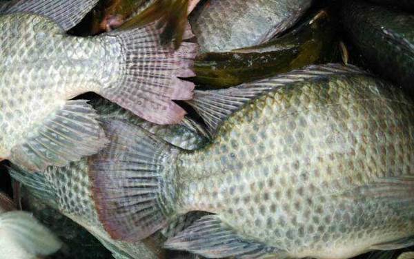罗非鱼价格多少钱一斤?