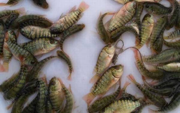 罗非鱼苗多少钱一尾?