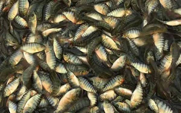 罗非鱼苗多少钱一尾?