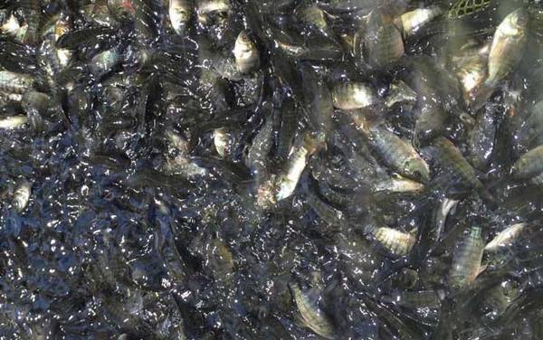 罗非鱼苗多少钱一尾?