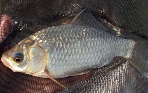 鲫鱼一年能长多大?