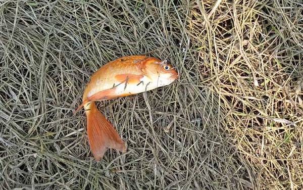 金鲫鱼的寿命有多长?