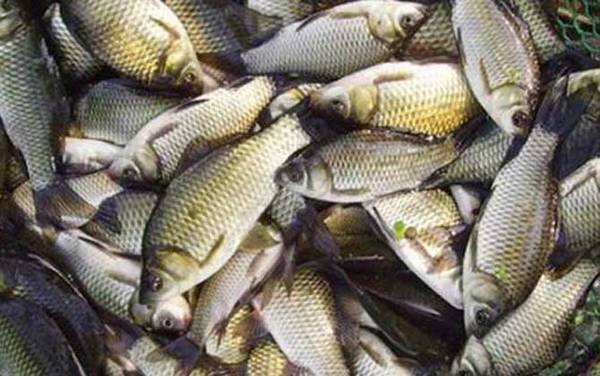 盆里养鲫鱼怎么才不死?