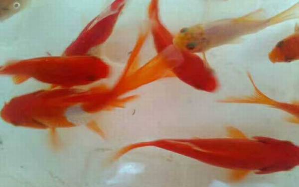 金鲫鱼怎么养才好养?