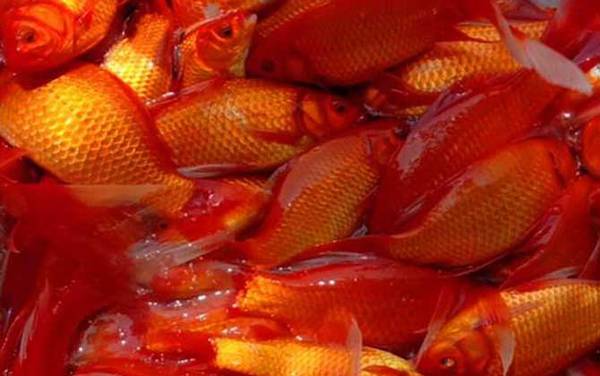 养红鲫鱼多久喂一次?