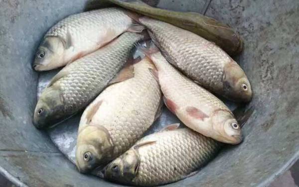 大板鲫为什么叫大板鲫?