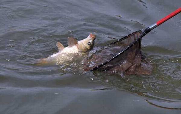鲤鱼跃龙门是什么意思?