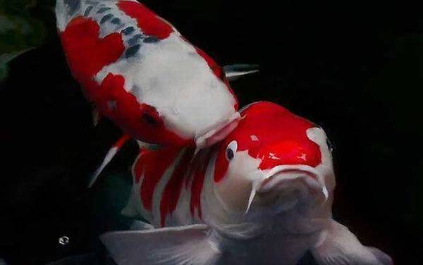 锦鲤鱼是什么鱼?