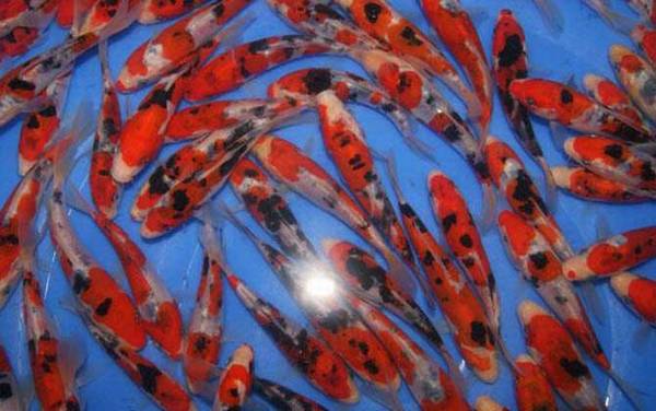 锦鲤鱼是什么鱼?