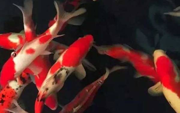 锦鲤鱼是什么鱼?