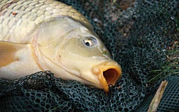 亚洲鲤鱼是什么鱼?