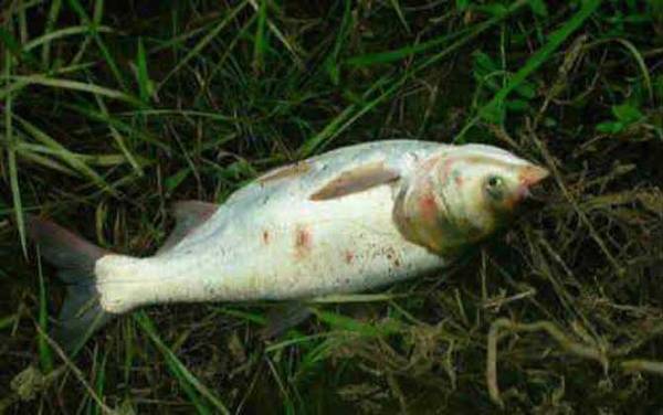 亚洲鲤鱼是什么鱼?