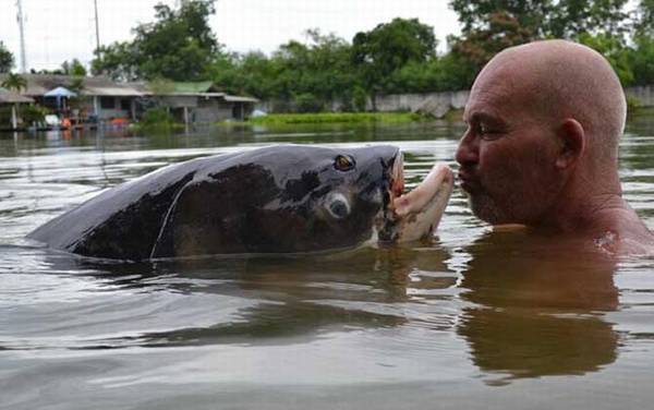 暹罗鲤鱼是什么鱼?