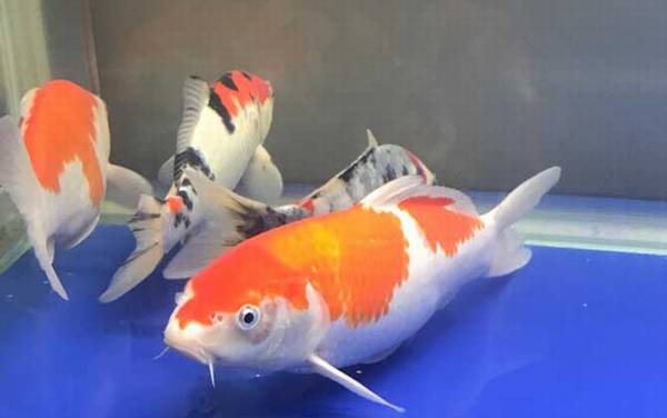 锦鲤鱼是什么鱼?