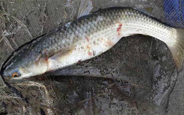 和草鱼很像的叫什么鱼?