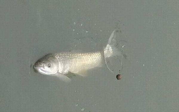 草鱼能长多大多重?