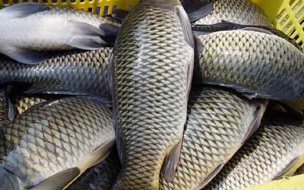 草鱼和鲤鱼有什么区别?