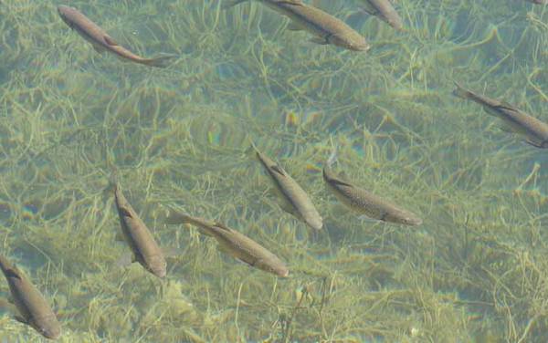 草鱼和鲤鱼有什么区别?