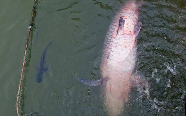 青鱼吃什么食物?