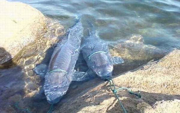 青鱼和草鱼有什么区别?