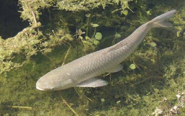 青鱼和草鱼有什么区别?