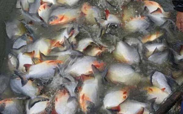 鲳鱼吃什么食物?