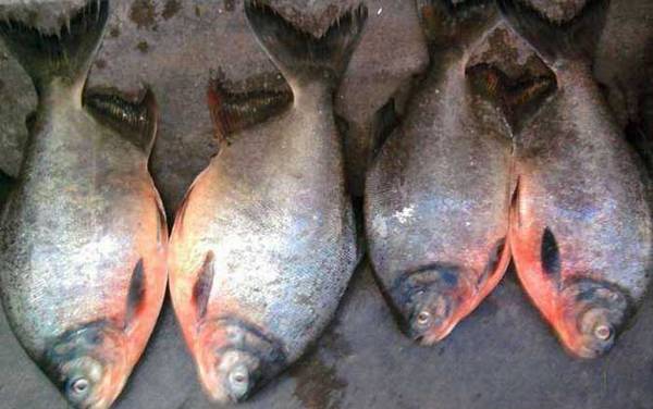 鲳鱼吃什么食物?