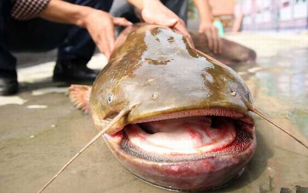 鲢鱼和鲶鱼有什么区别?