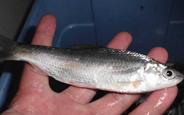 白条鱼吃什么食物?