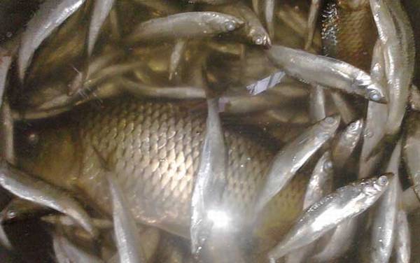 白条鱼吃什么食物?