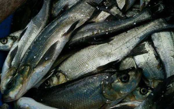 白条鱼能长多大?