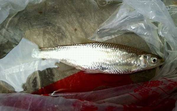 白条鱼能长多大?