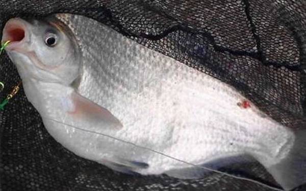 鳊鱼吃什么食物?