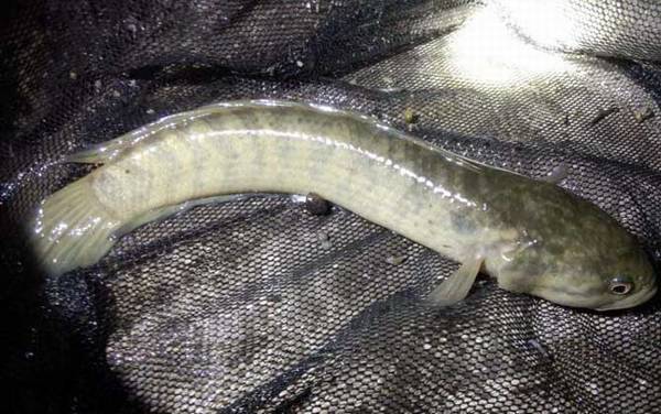黑鱼吃什么食物?