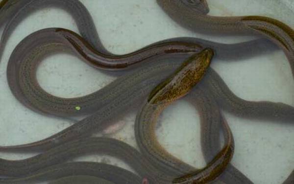 黄鳝是不是鱼类?