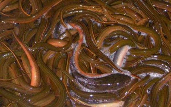 黄鳝是不是鱼类?