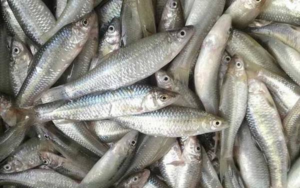 麦穗鱼为什么长不大?