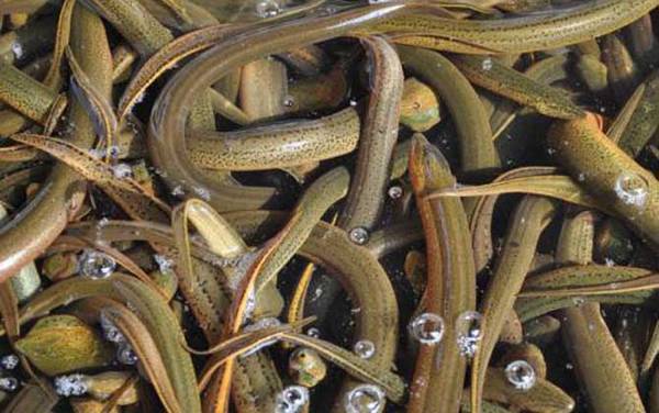 黄鳝的生活习性及特点