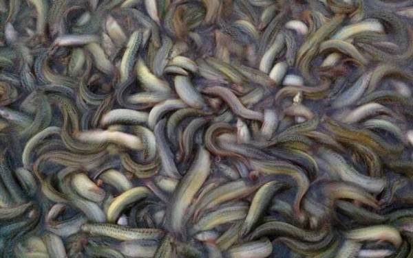 泥鳅是不是鱼类?