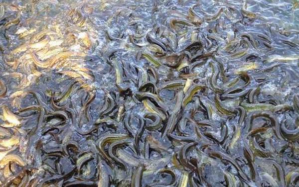 泥鳅是不是鱼类?