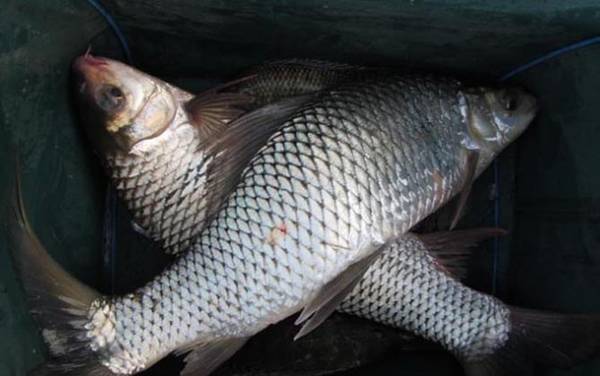 鲮鱼是海鱼还是淡水鱼?